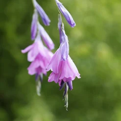 Canne à pêche des anges magnifique - La fleur qui danse au vent