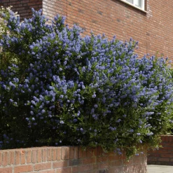 Céanothe Concha - Un nuage bleu au jardin