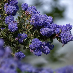 Céanothe Dark Star - Un nuage bleu au jardin
