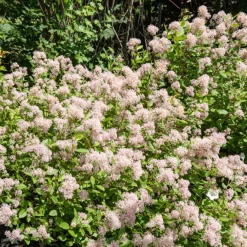 Céanothe Marie Simon - Nuage rose au soleil