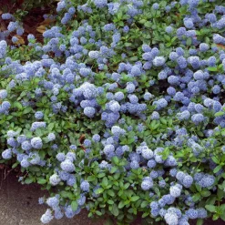 Céanothe repens - Un tapis bleu sans effort