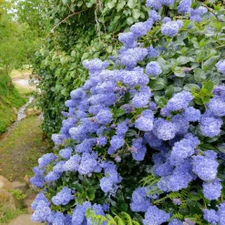 Céanothe Victoria ou Lilas de Californie - Un nuage bleu au jardin