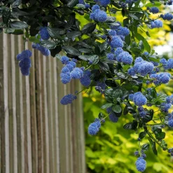 Céanothe Victoria ou Lilas de Californie - Un nuage bleu au jardin