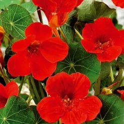 Capucine naine à fleurs simples Empress of India - Fleurs rouges bonnes à croquer