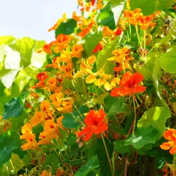 Capucines Hybride De Lobb en mélange - Un mur de fleurs vite