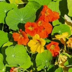 Capucines naines en mélange - Fleurs à croquer tout l'été