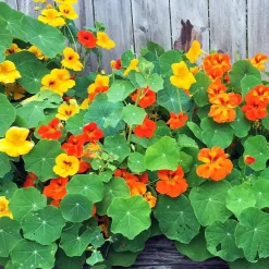 Capucines naines en mélange - Fleurs à croquer tout l'été