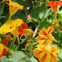 Capucines naines en mélange - Fleurs à croquer tout l'été