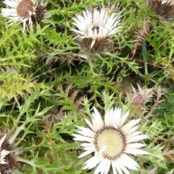 Carline acaule - La fleur baromètre du jardin