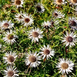 Carline acaule - La fleur baromètre du jardin