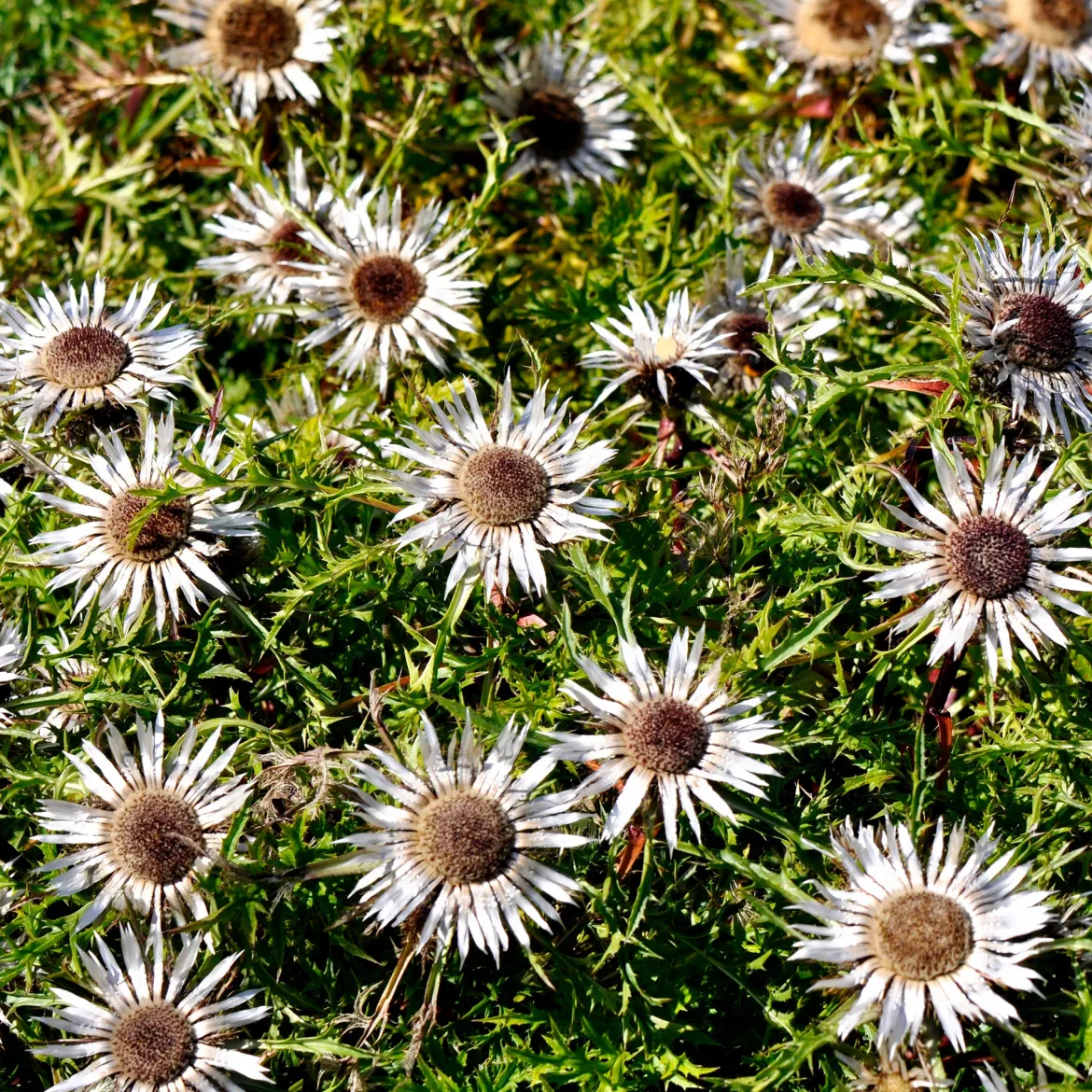 Carline acaule - La fleur baromètre du jardin
