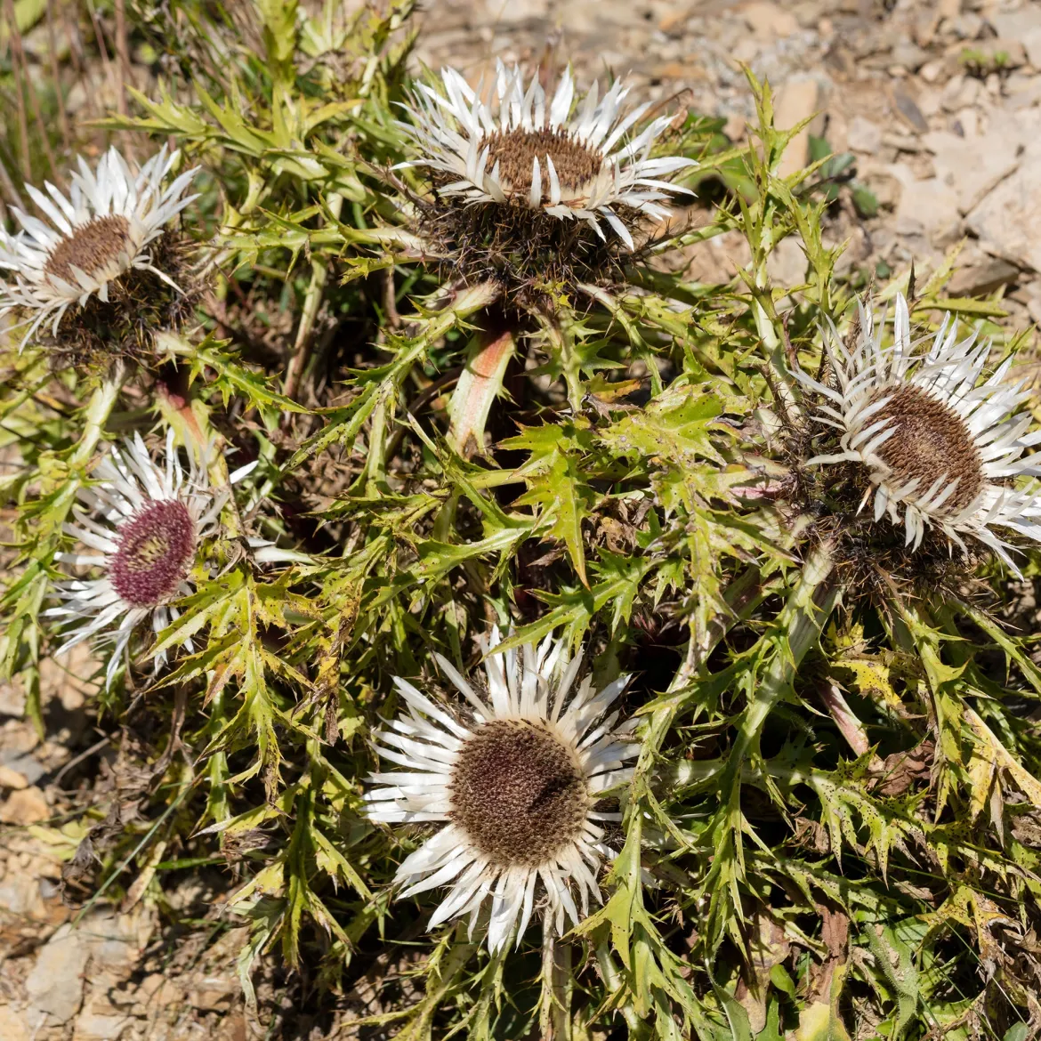 Carline acaule - La fleur baromètre du jardin