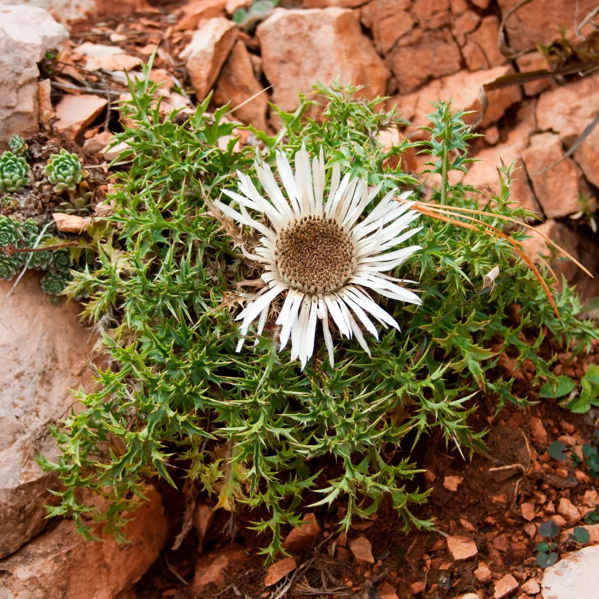 Carline acaule - La fleur baromètre du jardin