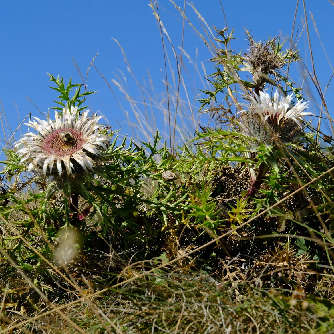 Carline acaule - La fleur baromètre du jardin
