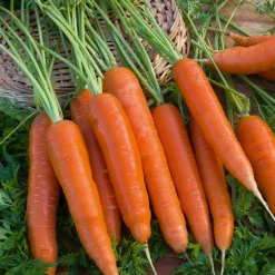 Carotte Berlicum 2 - Des carottes sucrées faciles