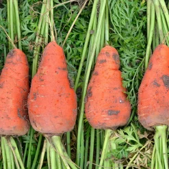 Carotte De Chantenay à coeur rouge - Sucrée, croquante, généreuse