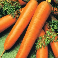 Carotte De Colmar à coeur rouge 2 Bio - Des carottes sucrées maison