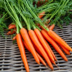 Carotte De Colmar à coeur rouge 2 Bio - Des carottes sucrées maison