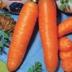 Carotte demi-longue De Carentan - Le goût sucré du potager