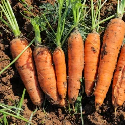Carotte demi-longue De Carentan - Le goût sucré du potager