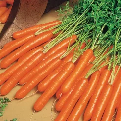 Carotte d'été 'Nantes 2' - Douceur sucrée au potager