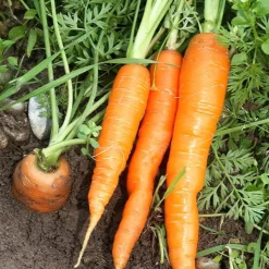 Carotte d'été 'Nantes 2' - Douceur sucrée au potager