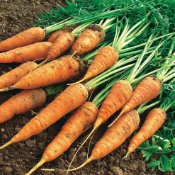 Carotte Géante de Tilques à pétiole vert - Des carottes XXL au jardin