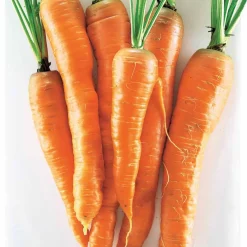 Carotte Géante de Tilques à pétiole vert - Des carottes XXL au jardin