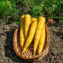 Carotte Jaune de Lobberich - Une carotte douce et dorée