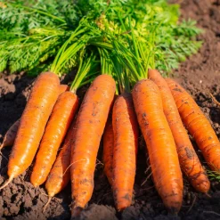 Carotte longue d'automne et d'hiver Berlikumer 2 Bio - Croquez l'hiver au jardin