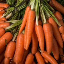 Carotte Longue lisse de Meaux (6 g) - Des carottes longues et sucrées