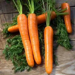 Carotte Longue lisse de Meaux (6 g) - Des carottes longues et sucrées