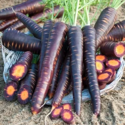 Carotte Purple haze F1 - Des carottes violettes bluffantes