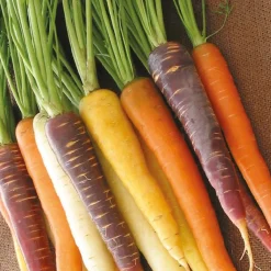 Carottes Harlekin F1 en mélange - Un potager tout en couleurs