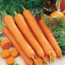 Carotte Sénior F1 - Des carottes tout l'hiver