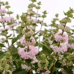 Caryopteris Camara® Pink - Du rose quand tout se fane