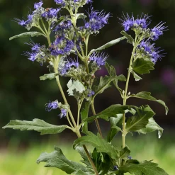 Caryopteris Good as Gold - Feuillage doré, fleurs bleues