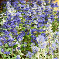 Caryopteris Grand Bleu® Inoveris - Le bleu qui dure jusqu'à l'automne
