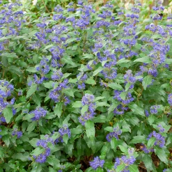 Caryopteris Grand Bleu® Inoveris - Le bleu qui dure jusqu'à l'automne