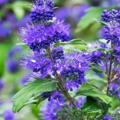 Caryopteris Oiseau bleu - Le bleu qui dure tout l'été