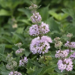 Caryopteris Stephi® Rose - Fleurs de fin d'été garanties