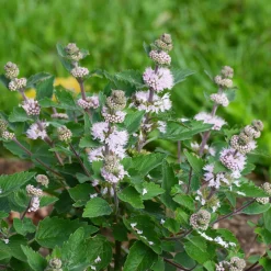 Caryopteris Stephi® Rose - Fleurs de fin d'été garanties