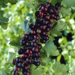 Casseiller Josta - Groseille et cassis en un seul fruit