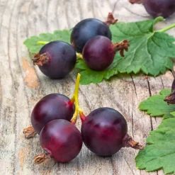 Casseiller Josta - Groseille et cassis en un seul fruit