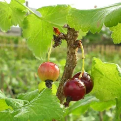 Casseiller Josta - Groseille et cassis en un seul fruit