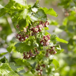 Casseiller Josta - Groseille et cassis en un seul fruit