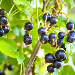 Cassissier à gros fruits Andega - Des cassis énormes sans effort