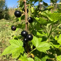 Cassissier à gros fruits Andega - Des cassis énormes sans effort