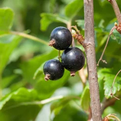 Cassissier à gros fruits Andega - Des cassis énormes sans effort