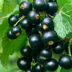 Cassissier Titania - Des cassis noirs sans effort